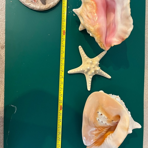 Real Starfish - Picture 7 of 14